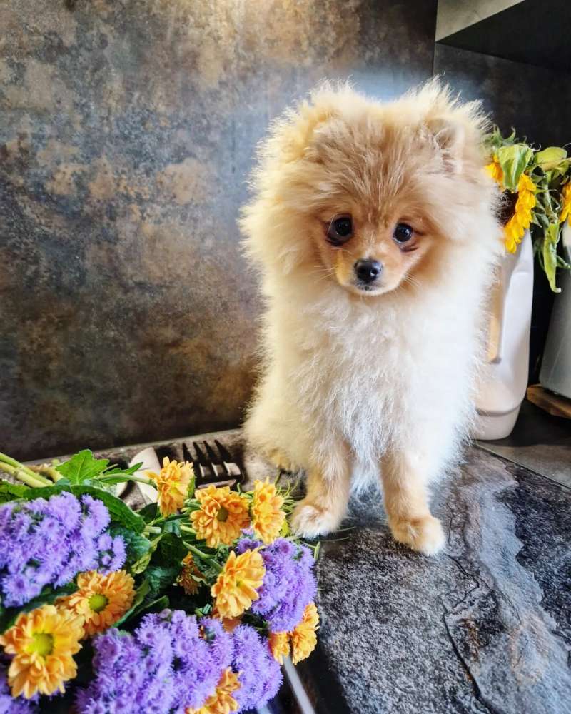 Hundetreffen-Zusammen spielen und/oder Gassi gehen-Profilbild