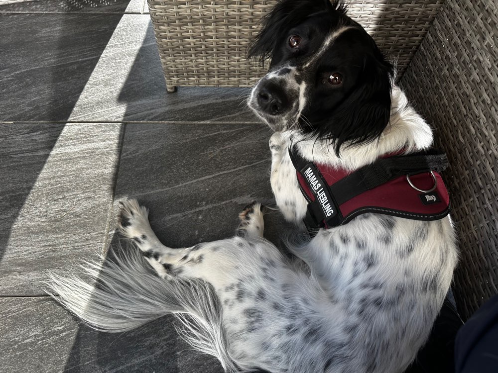 Hundetreffen-Gassi Freunde-Profilbild