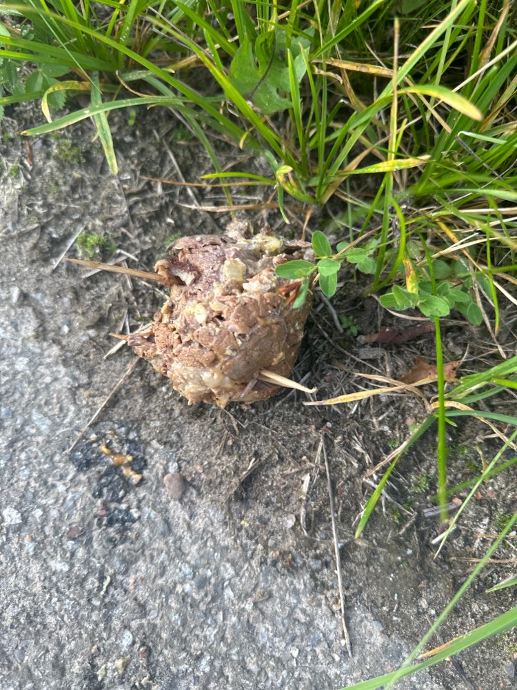 Giftköder-Fleisch mit Zahnstochern drin-Profilbild