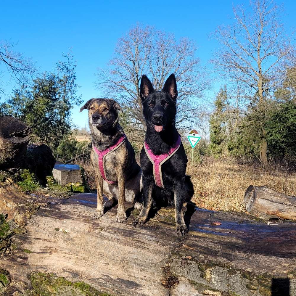 Hundetreffen-Begegnungen/Sozial Walk-Profilbild
