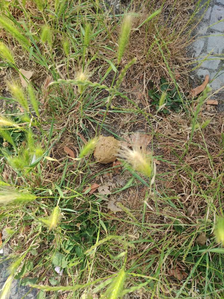 Giftköder-Giftköder-Profilbild