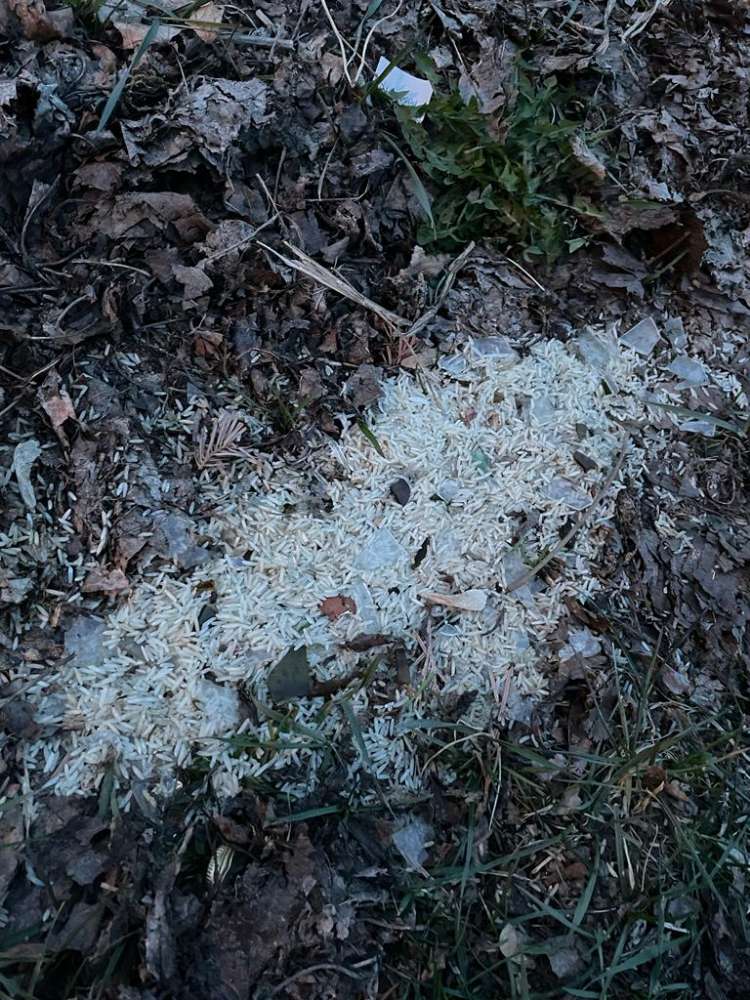 Giftköder-Reis mit kleinen Glassplittern-Profilbild