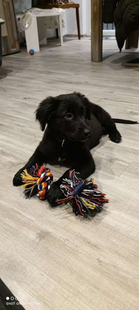 Hundetreffen-Hundetreffen Agnesviertel-Profilbild