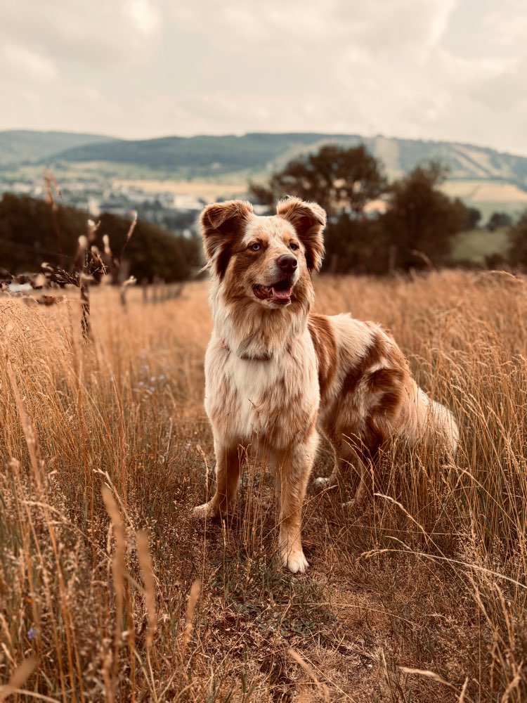 Hundetreffen-Social Walk / Hundekontakt üben-Profilbild