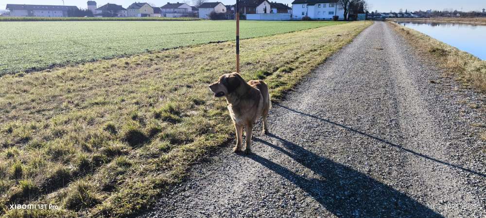 Hundetreffen-Gassigehen mit Freilauf und spielen in Mühldorf Nord-Profilbild