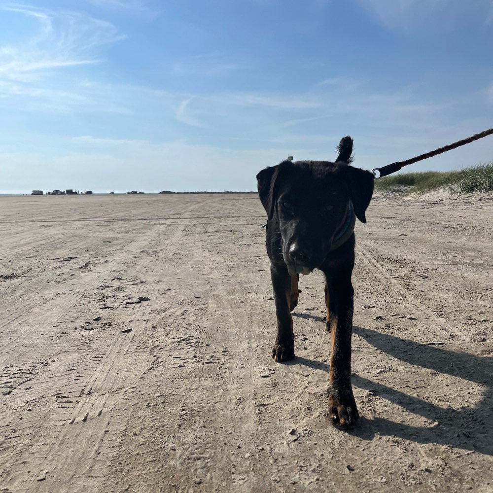 Hundetreffen-Treff punkt auf einer ganz großen wiese-Profilbild