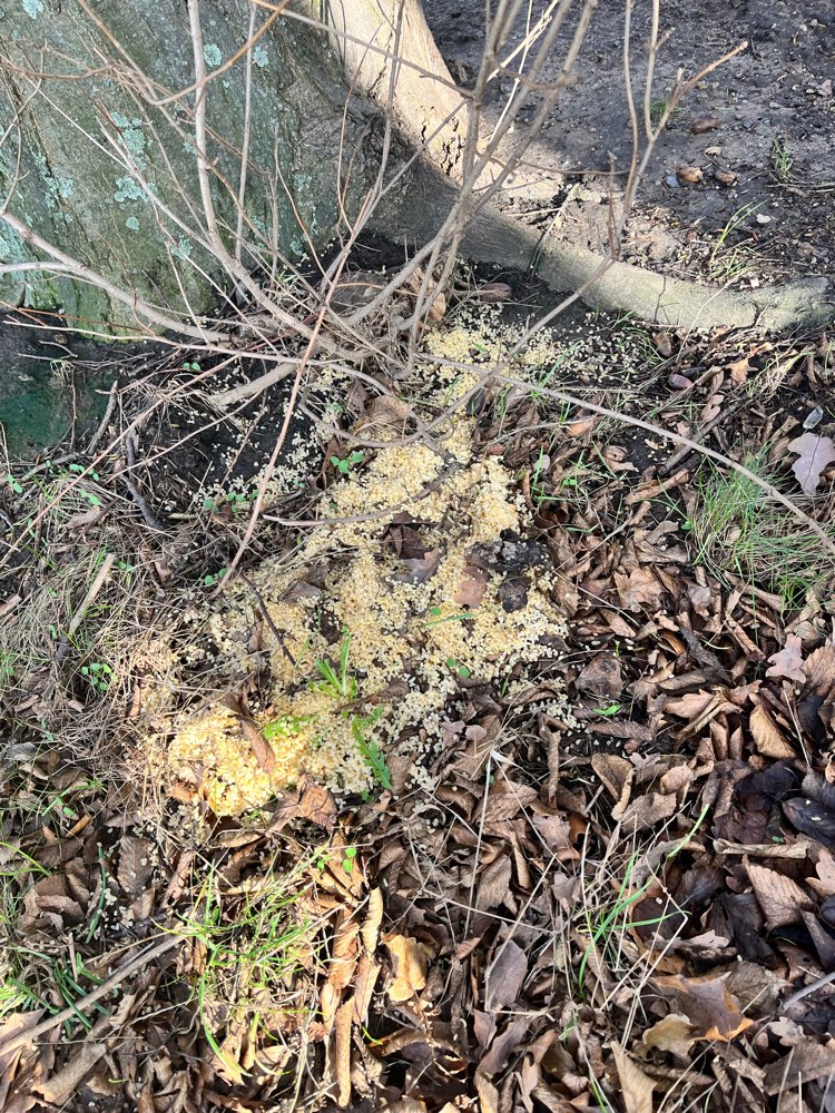 Giftköder-Reis mit irgendetwas drin-Profilbild