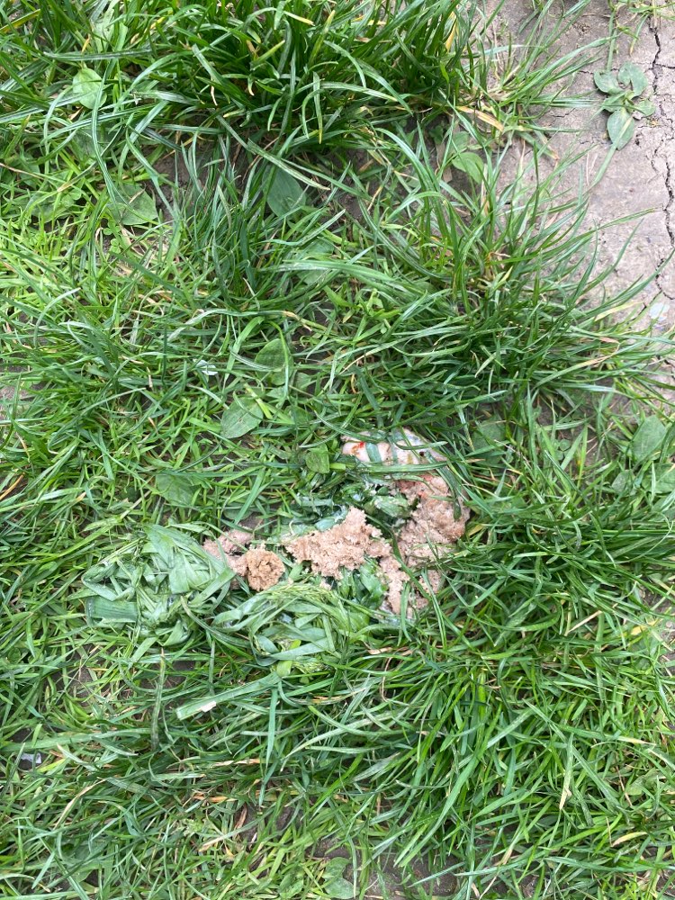 Giftköder-Eventuell Giftköder-Profilbild