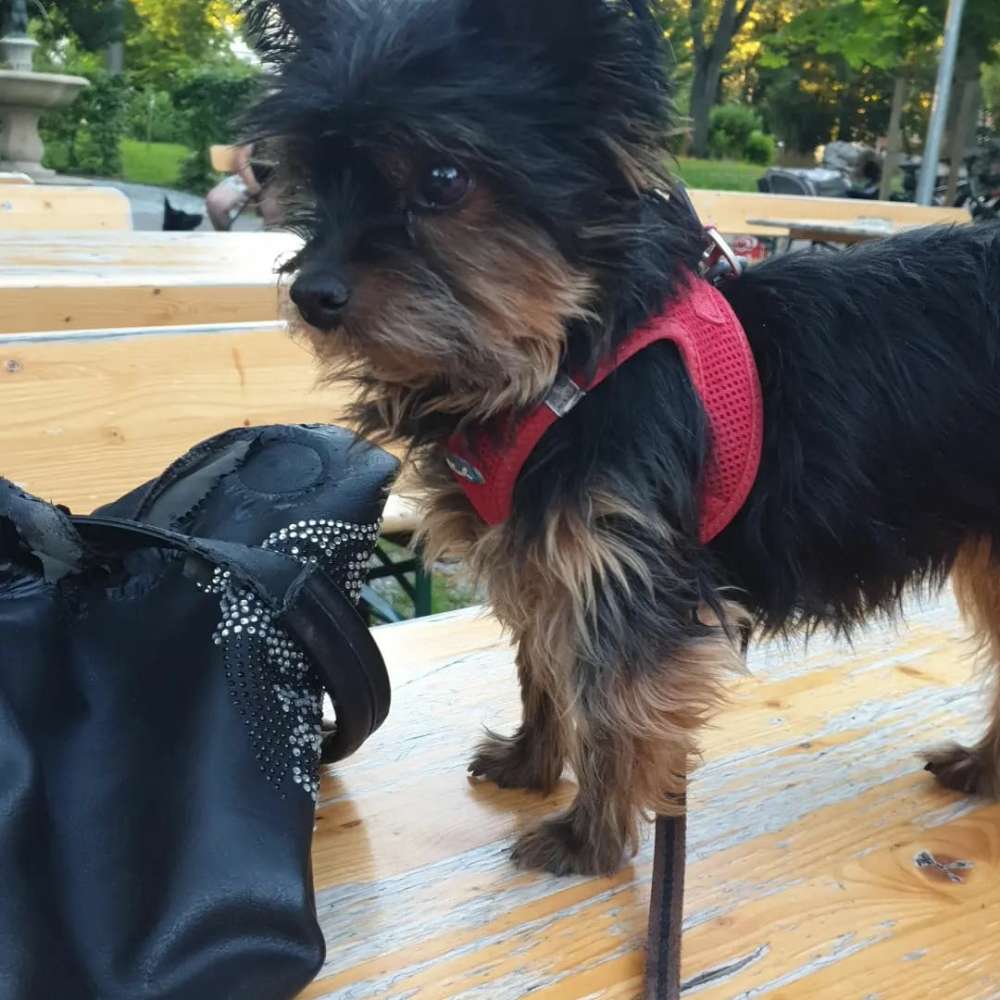 Hundetreffen-Yorkshire Treffen und Gassigehen im Kreis Göppingen-Profilbild