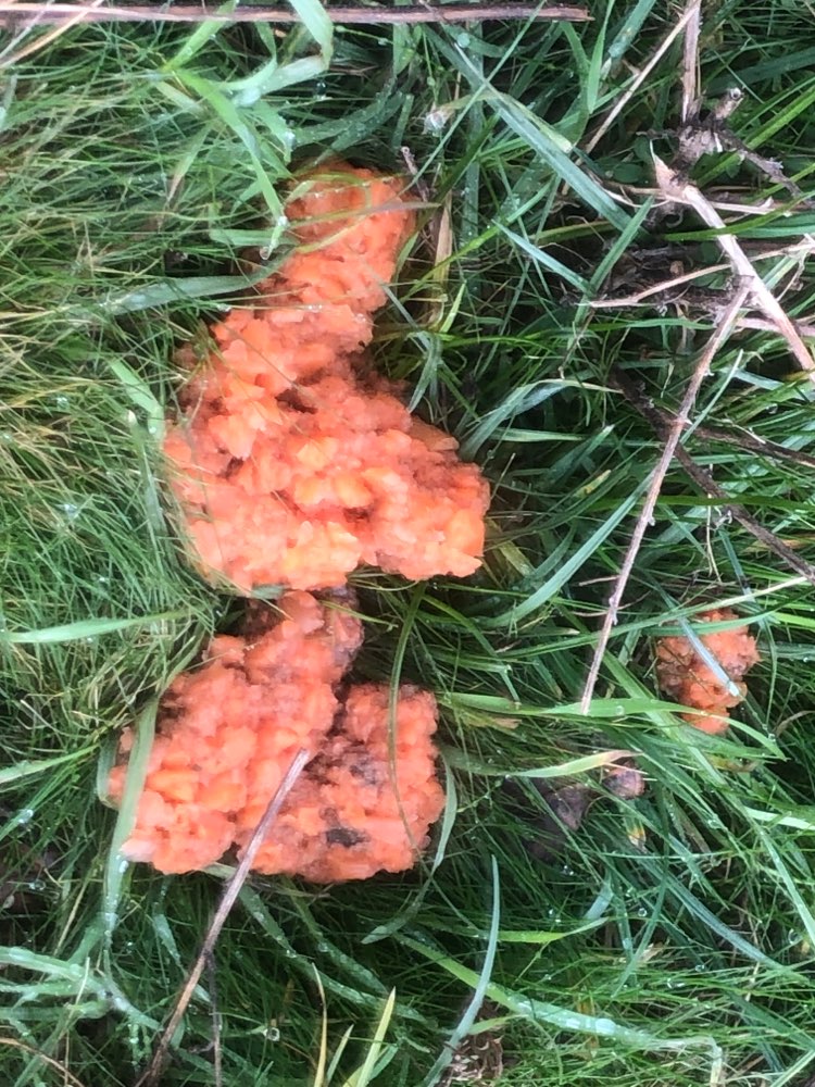 Giftköder-Vermutlich Giftköder-Profilbild