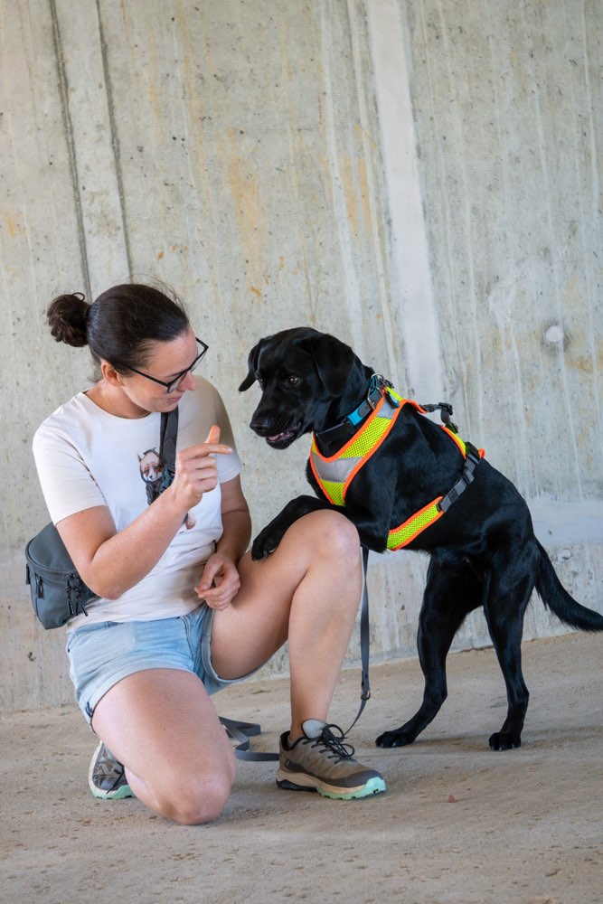 Hundetreffen-Team für Mantrailing Training gesucht-Profilbild