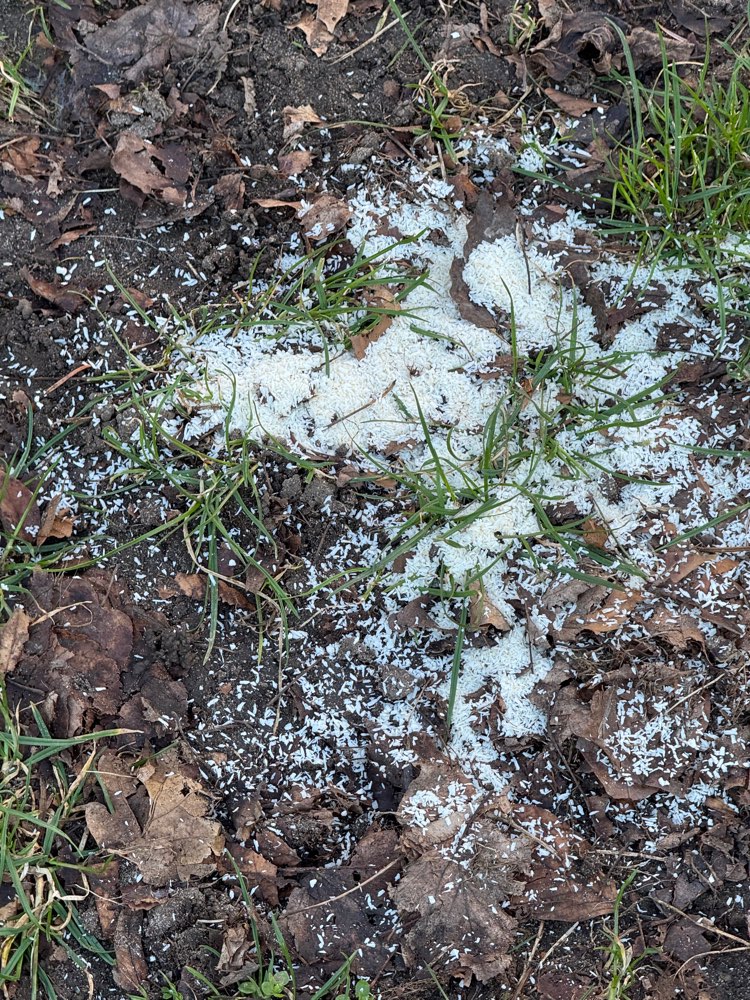 Giftköder-Giftköder eventuell-Profilbild