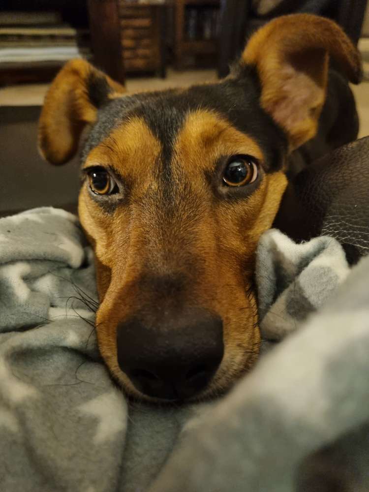 Hundetreffen-Gassirunde-Profilbild