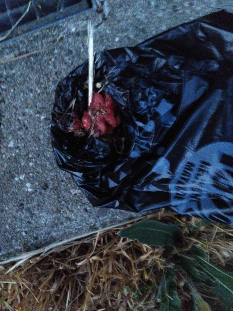 Giftköder-Möglicher Giftköder-Profilbild