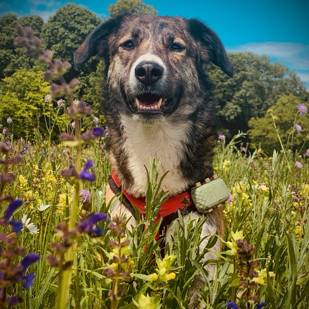 Hundetreffen-Mantrailing-Profilbild