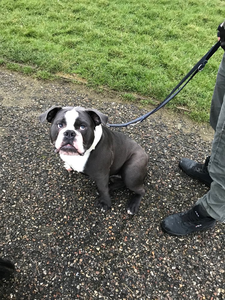 Hundetreffen-Spazieren und toben 💕-Profilbild