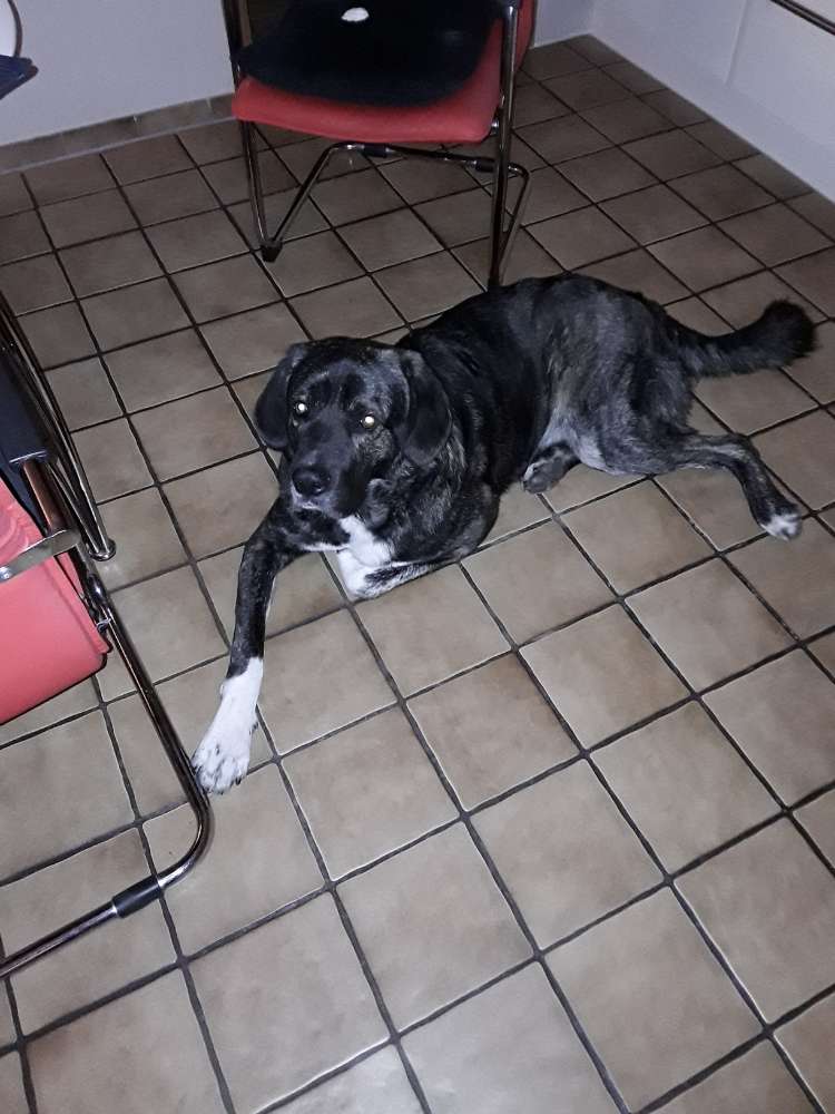 Hundetreffen-Gassi- und Spielrunde in Borken nach Absprache-Profilbild