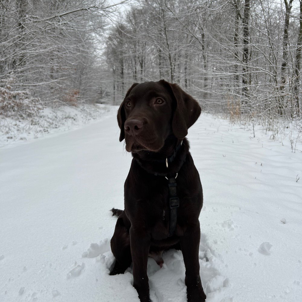 Hundetreffen-Treffen zum Spielen oder spazieren-Profilbild