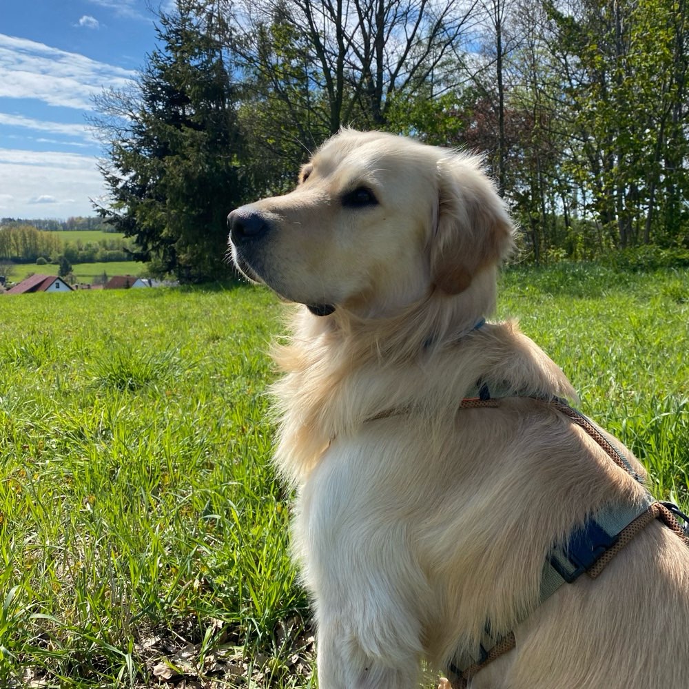 Hundetreffen-Socialwalk mit anschließender Spielrunde-Profilbild