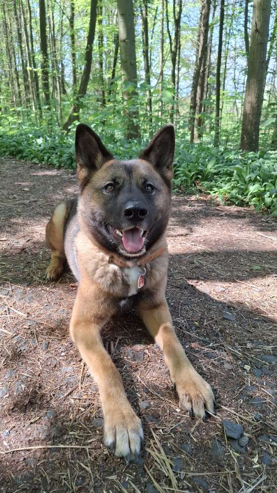 Hundetreffen-Gemeinsame Gassirunden-Profilbild