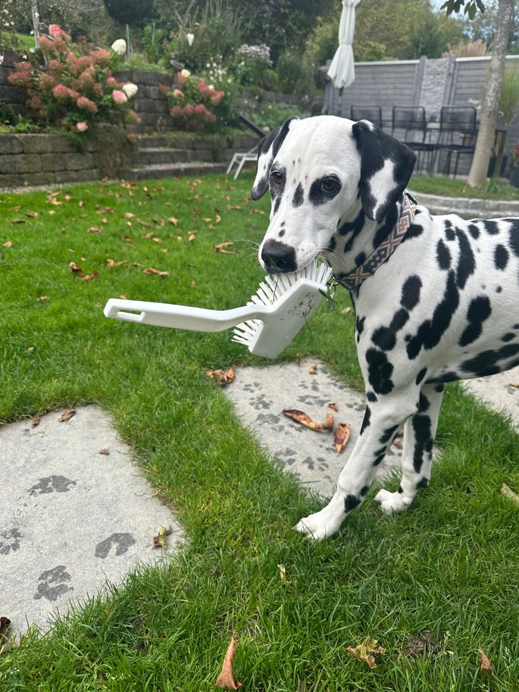 Hundetreffen-Welpen-/Junghundtreffen-Profilbild