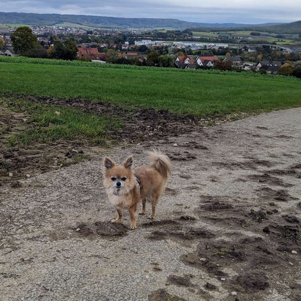 Hundetreffen-Kleinhunde zum Gassi/Spielen gehen gesucht-Profilbild