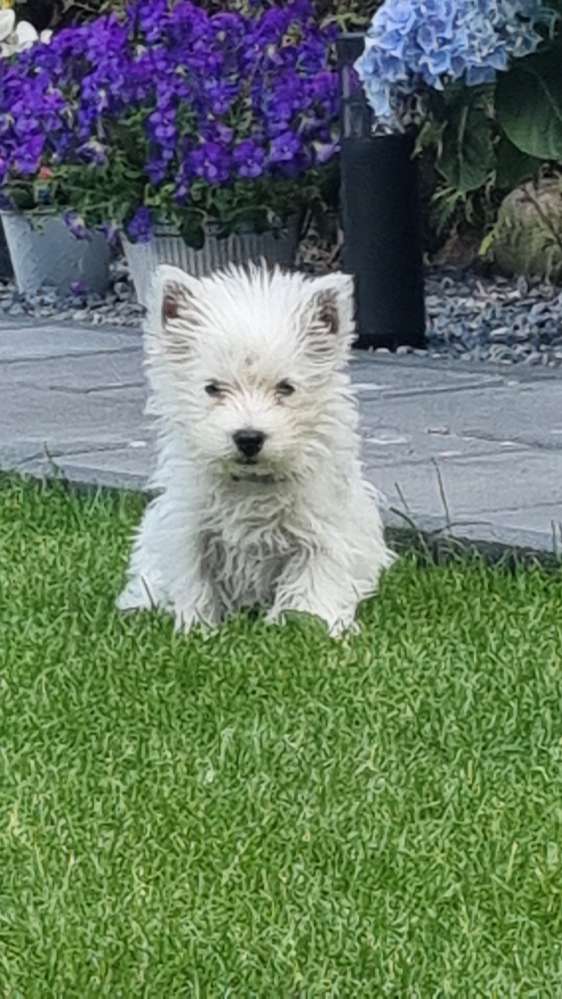 Hundetreffen-Social walk-Profilbild