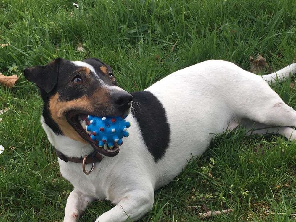 Hundetreffen-Spielen, Training-egal Hauptsache raus 🐾-Profilbild