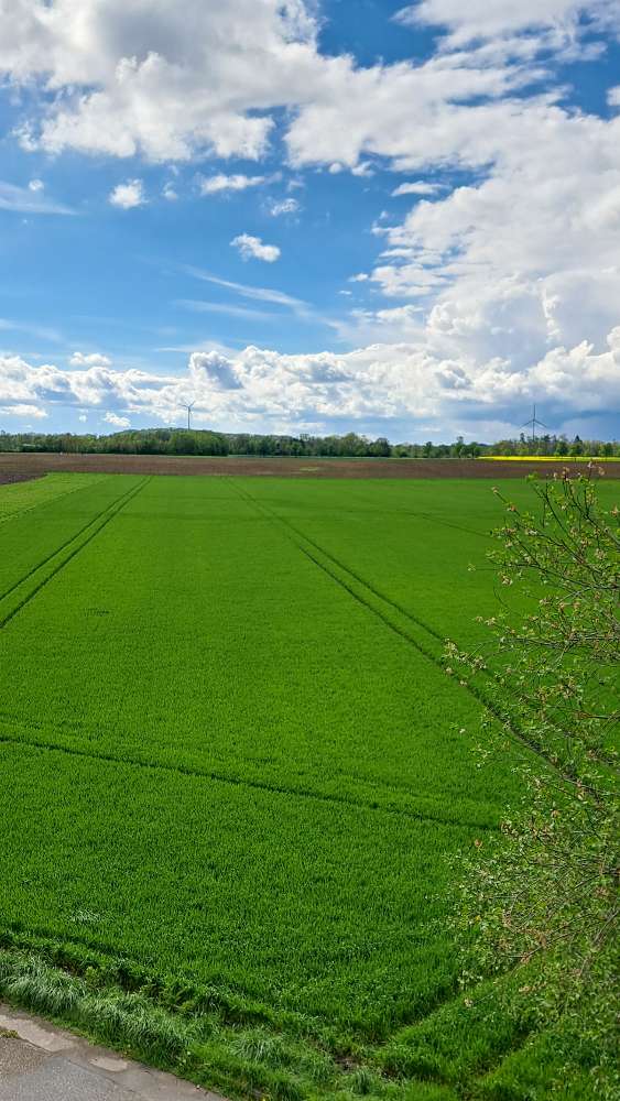 Gespritzte Feldwege bei Weizenfelder in Ismaning – 20. April 2024 ...