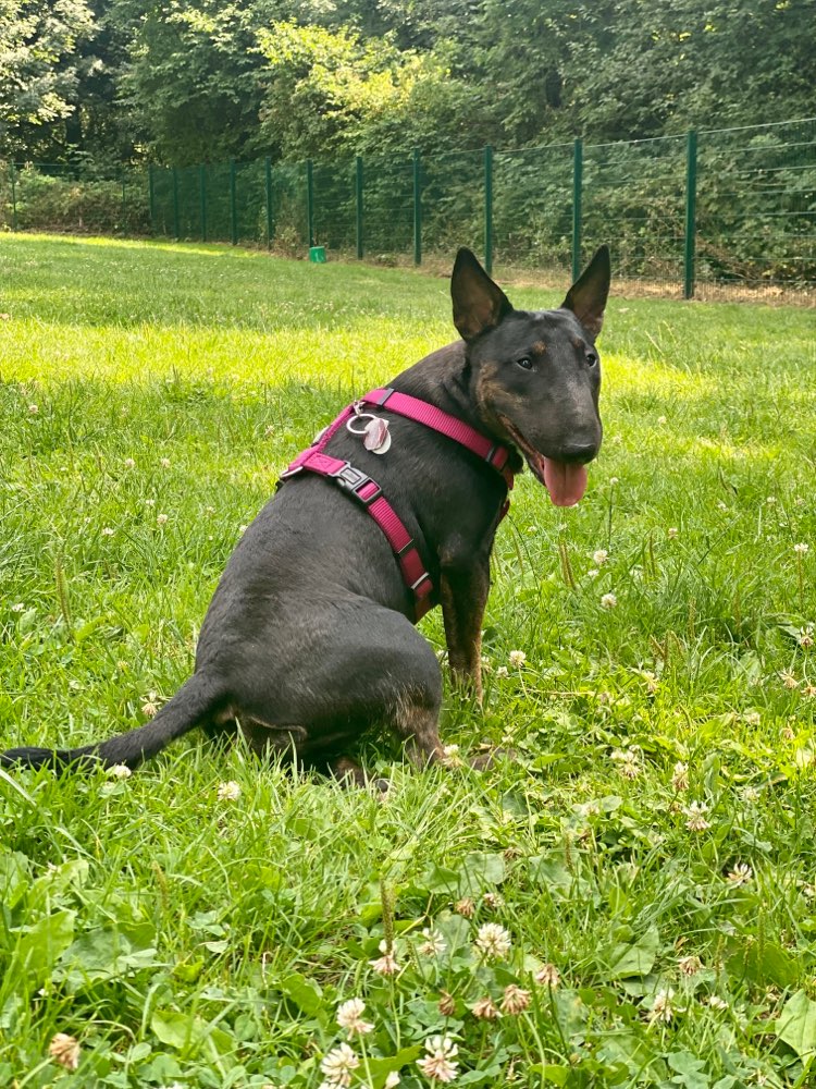 Hundetreffen-Spielrunde in Wülfrath-Profilbild