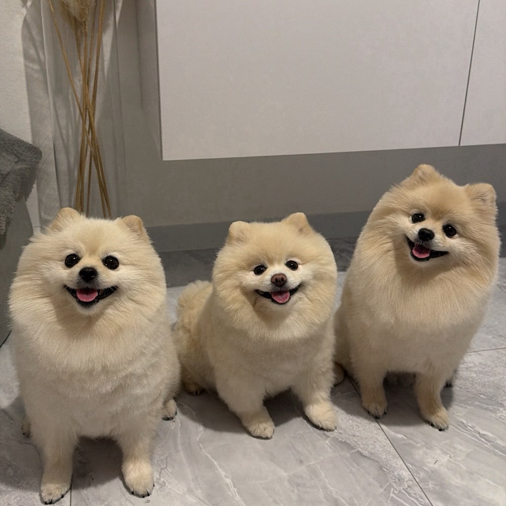 Hundetreffen-Hundetreffen München-Profilbild