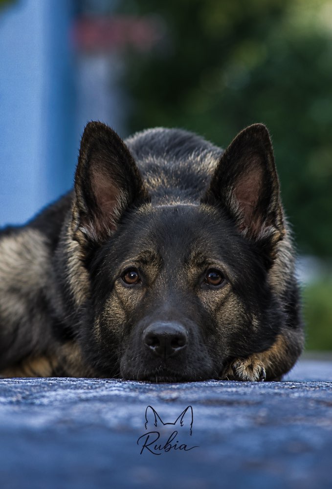 Hundetreffen-Gassi Runden in Bischofsheim rhön gesuchg-Profilbild