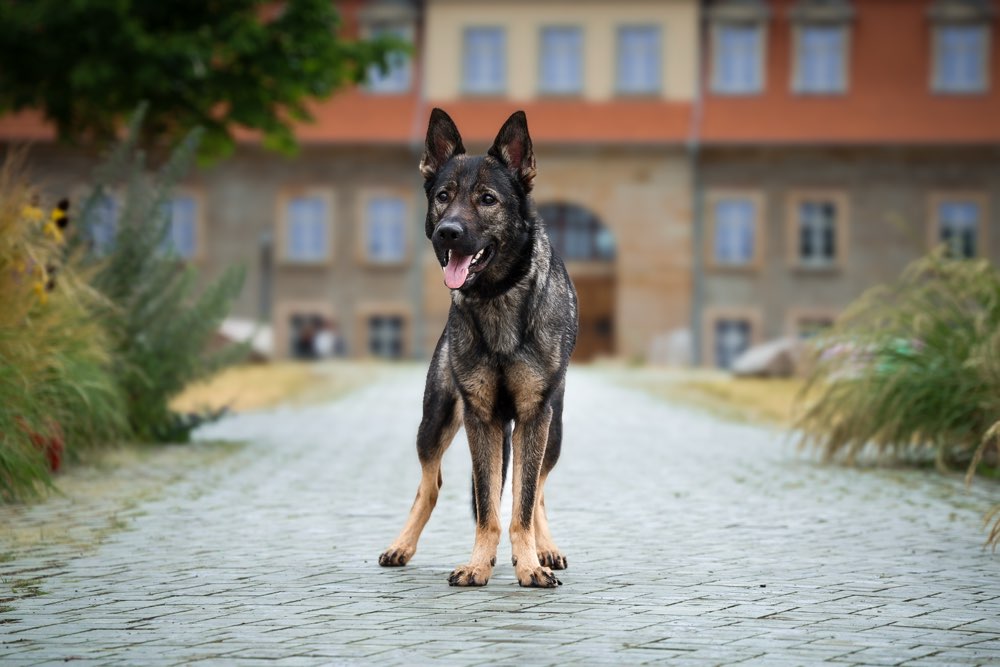Hundetreffen-Suche Menschen die mit mir Hundebegegnung Trainieren-Profilbild