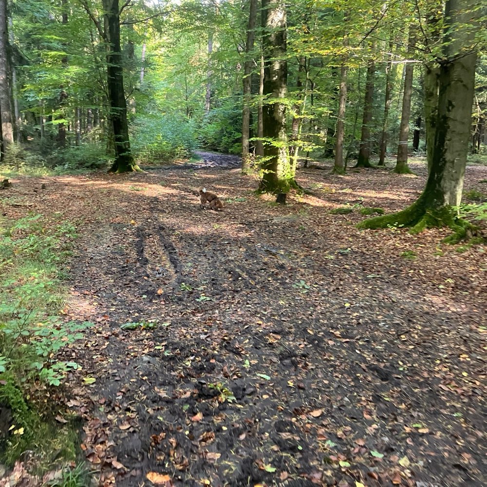 Hundetreffen-Gassirunde zum toben und spielen-Profilbild