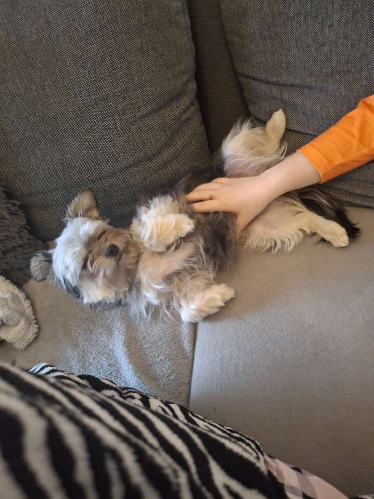 Hundetreffen-Kleinhund Treff-Profilbild