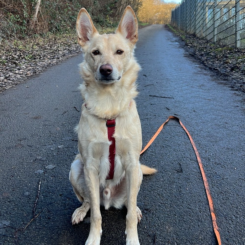 Hundetreffen-Spielkamerad gesucht-Profilbild