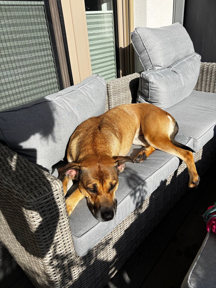 Hundetreffen-Spielkamerad für Lumi-Profilbild