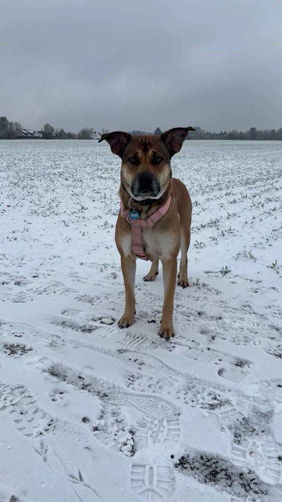 Hundetreffen-Gemeinsame Gassirunden-Profilbild