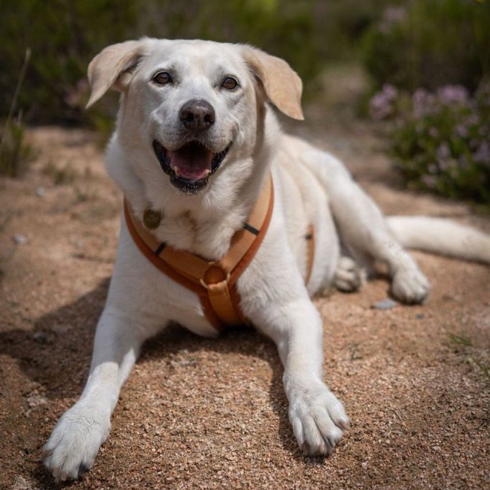Hundetreffen-Gemütliche Spaziergänge für ältere und ruhige Hunde-Profilbild