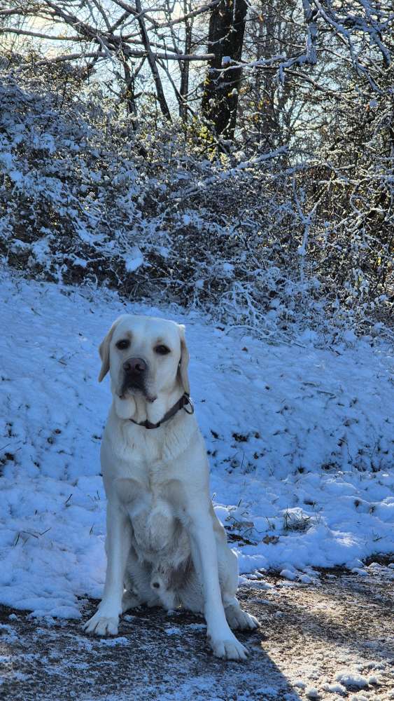 Hundetreffen-Wir freuen uns auf neue Bekanntschaft-Profilbild