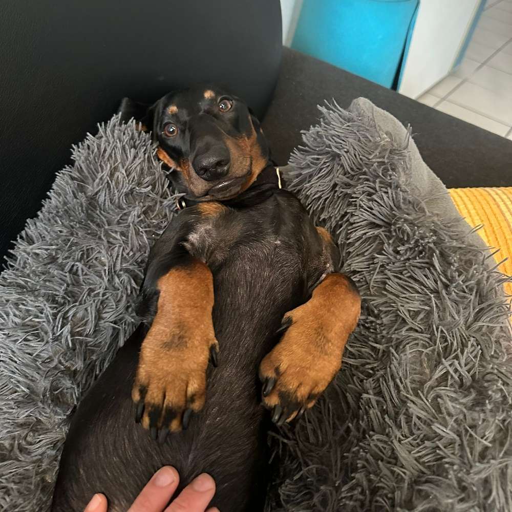 Hundetreffen-Dackel Meeting-Profilbild