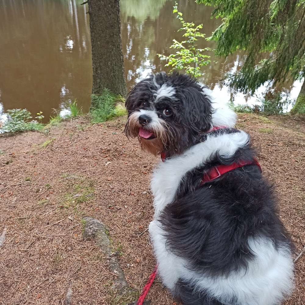 Hundetreffen-Hundetreffen Penzliner Str. Getränkeland-Profilbild