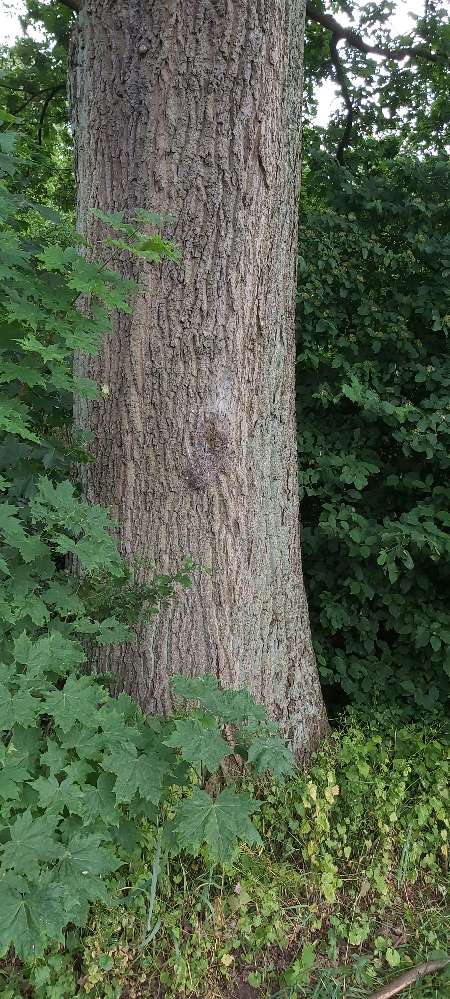 Giftköder-Eichenprozessionsspinner-Profilbild