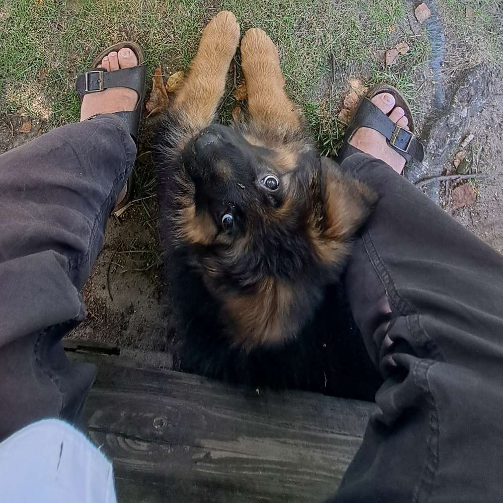 Hundetreffen-Waldspaziergang mit Obi-Profilbild