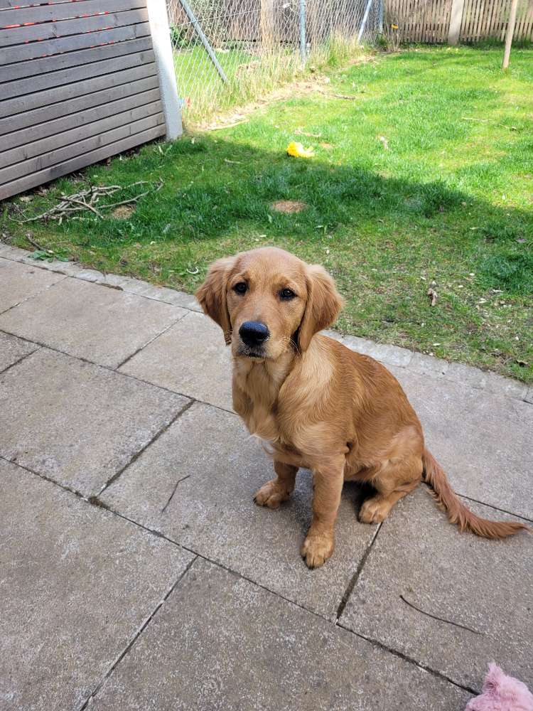 Hundetreffen-Flora sucht eine/n Spielgefährten!-Profilbild