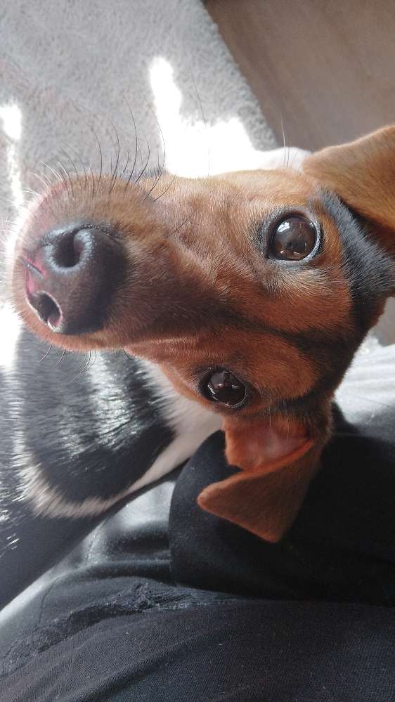 Hundetreffen-Gassirunde und spazieren-Profilbild