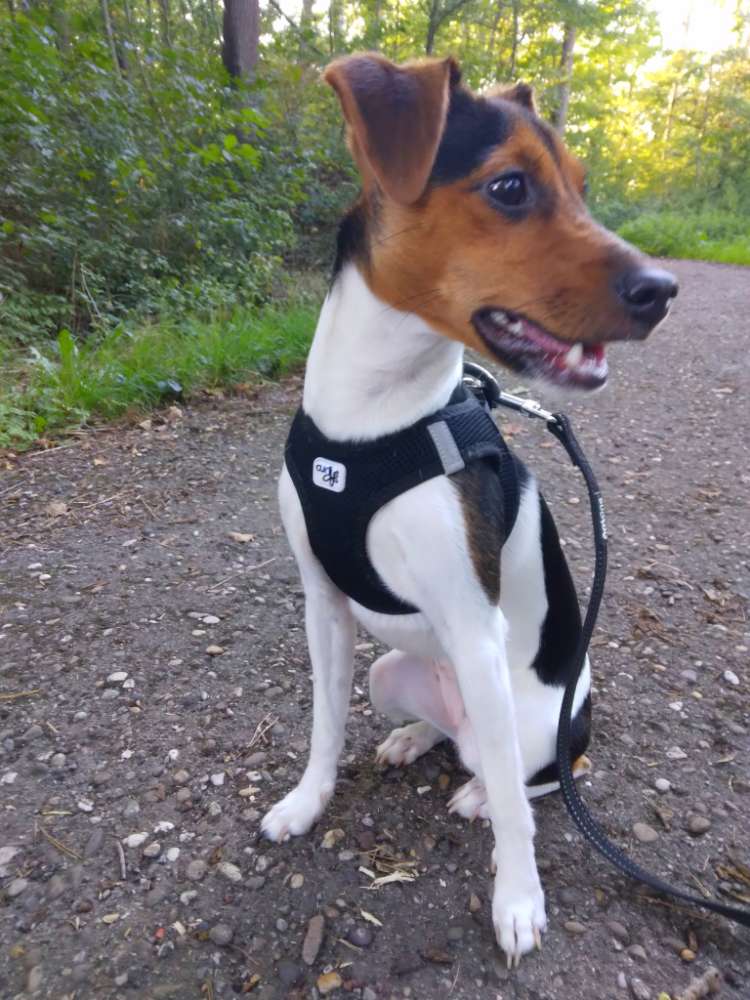 Hundetreffen-Gassirunde/Spielspaß-Profilbild