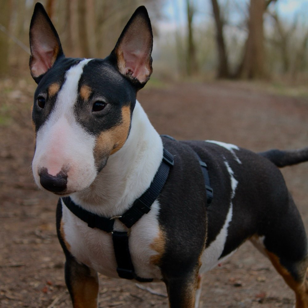 Hundetreffen-Hundefreund/-in gesucht🫶🏻-Profilbild