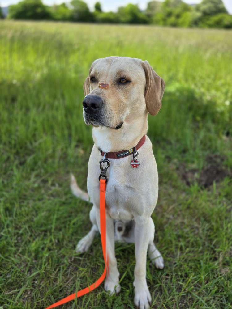 Hundetreffen-Spielkamerad & Gassi-Runden für Mephisto 🐾-Profilbild