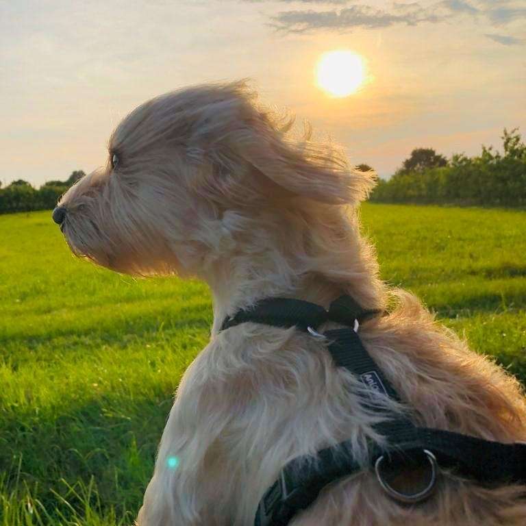 Hundetreffen-Spielen im Garten-Profilbild